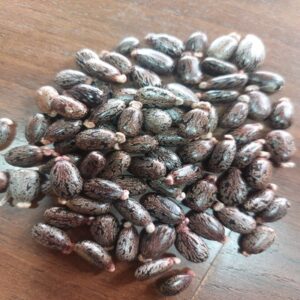 Castor Seeds