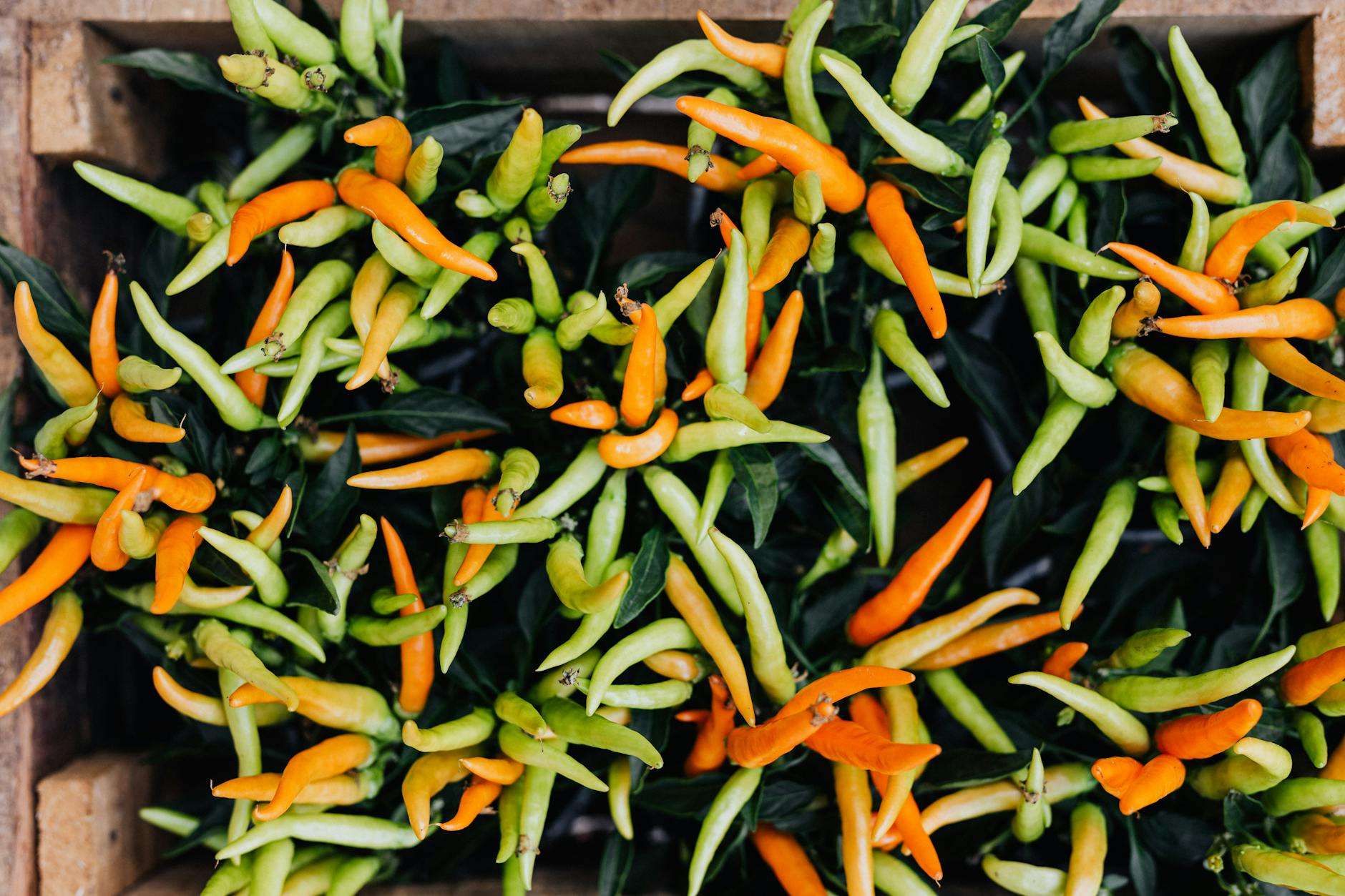 Harvesting Your Homegrown Spices