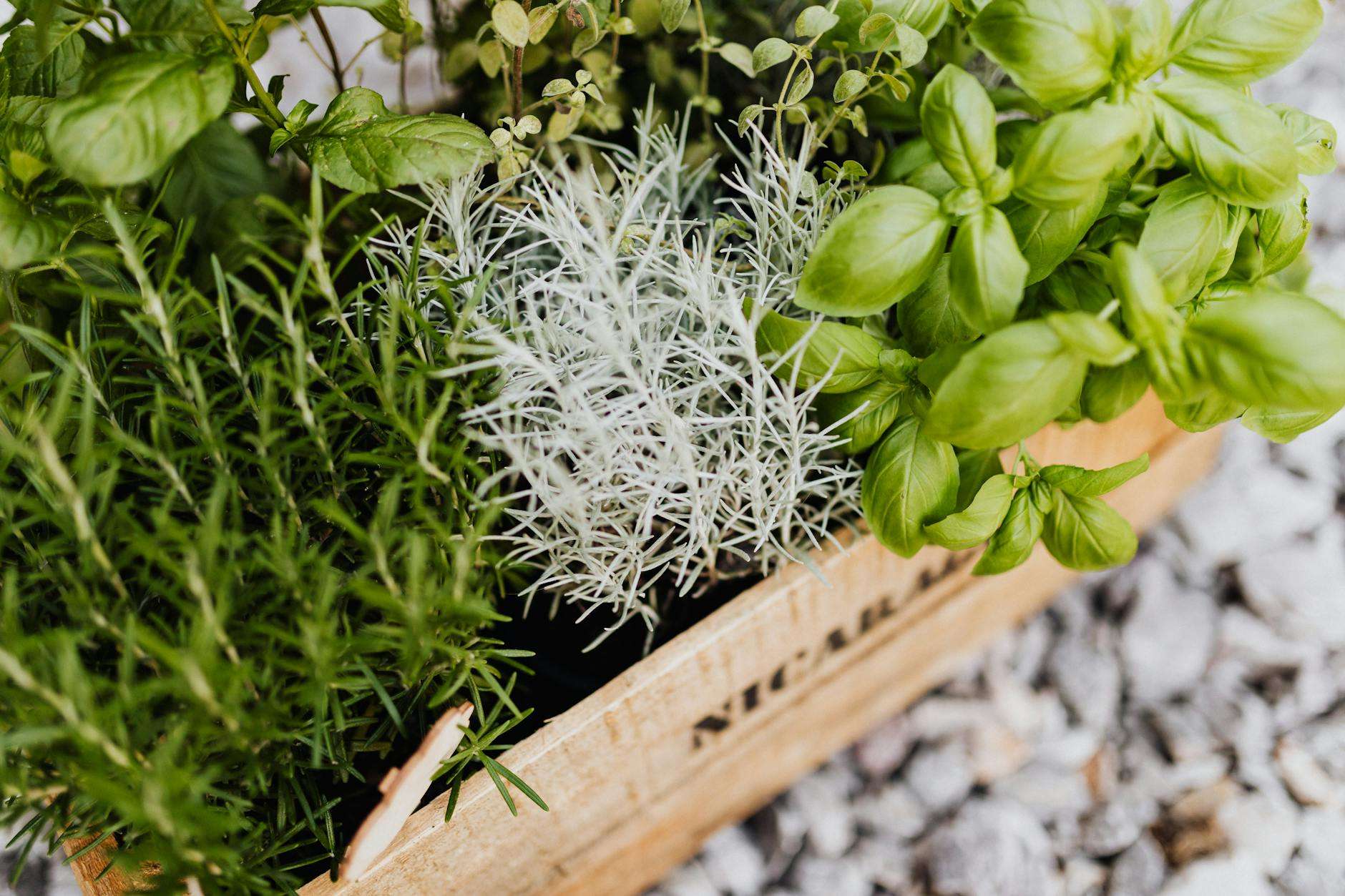 How to Grow Your Own Spices: A Beginner's Guide