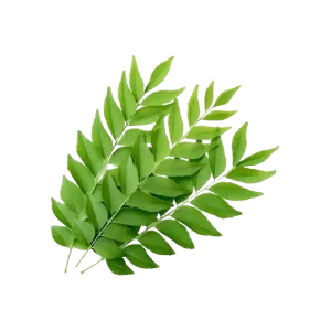 Curry Leaf